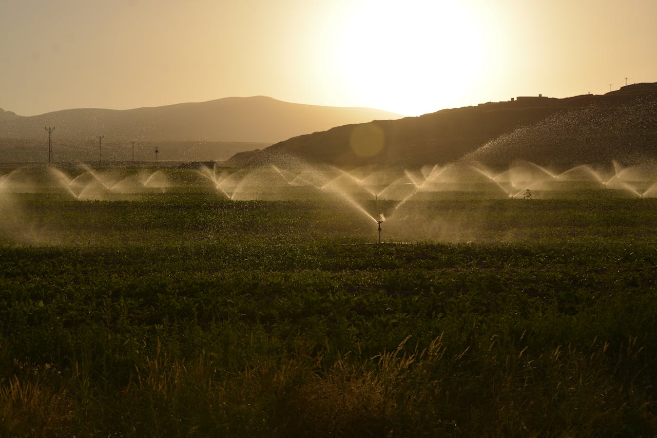 gallery-02 Sprinkler irrigation on a farm at sunset with hills in the background.